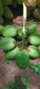 Tender Coconut