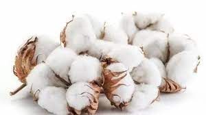 Indian Raw Cotton