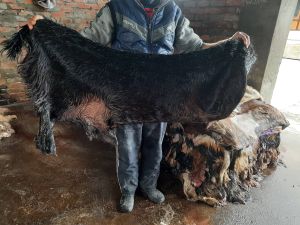 Raw Goat Skin Hides Wetsalted