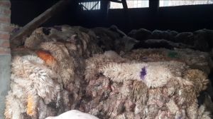 Raw Salted Sheep Hides