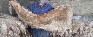 Raw Sheep Skins Wetsalted