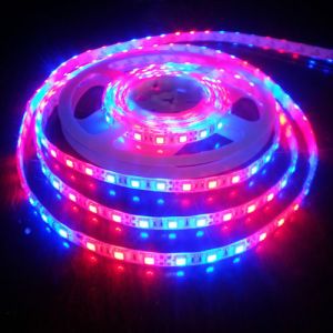 Flower Blue LED String Light , 60m