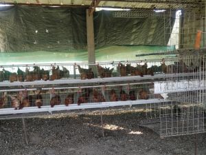 Layer Chicken Cage