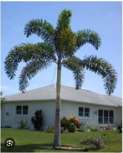 foxtail palm