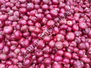 Small Red Onion