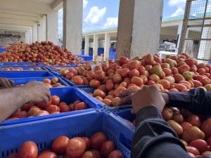 Fresh Tomato