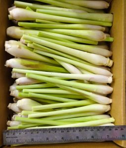 Lemongrass Oil