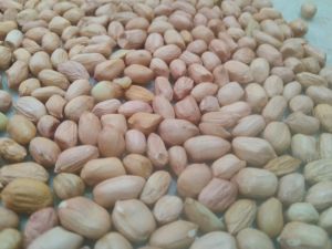 Groundnut Kernel