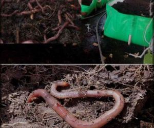 vermicompost