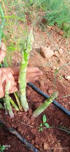 green asparagus