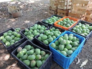 Alphonso Mangoes