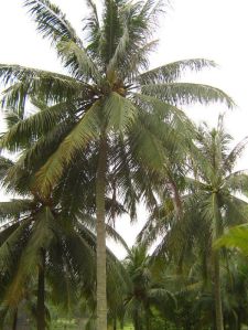 Coconut Products