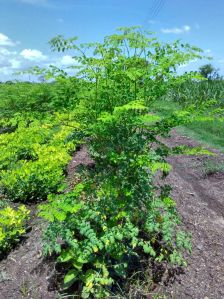 Moringa Oleifera Leaves