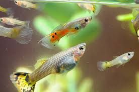 Guppies fish