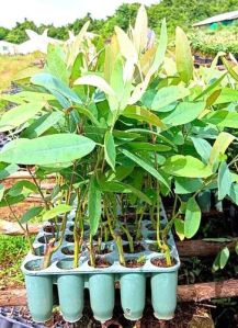 Eucalyptus Clone Plant