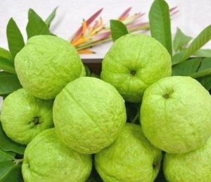Guava Plant
