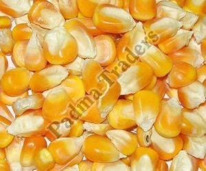 Dry Yellow Maize