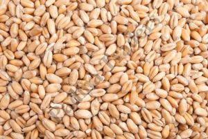 PBW 323 Wheat Seeds