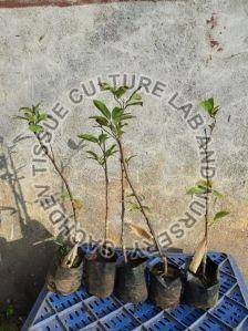 Custard Apple Plant