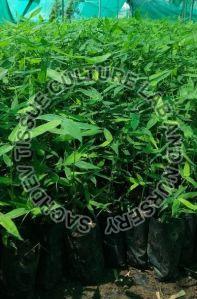 Deshi Bamboo Plant