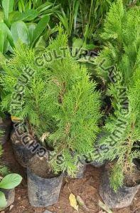 Green Mor Pankh Plant