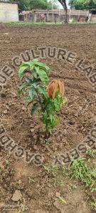 Langda Mango Plant