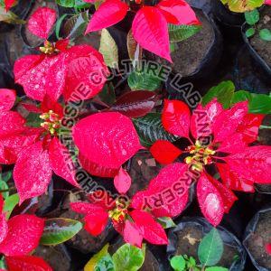 Poinsettia Plant