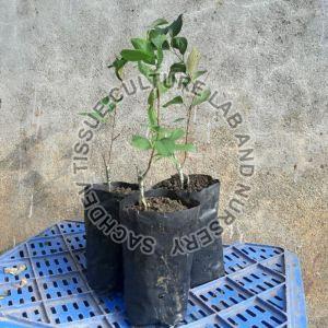 Red Apple Ber Plant