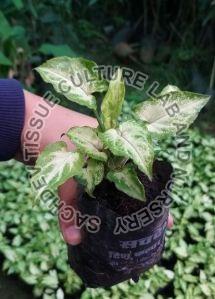 Syngonium Plant