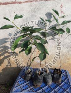 Thai Black Jamun Plant