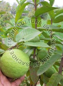 Tissue Culture Guava Plant