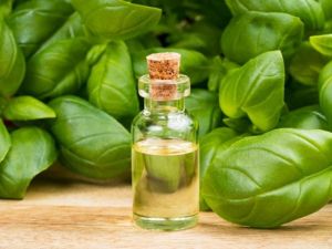 Indian Basil Oil