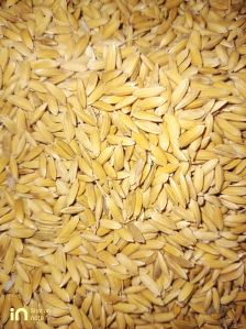 paddy seed