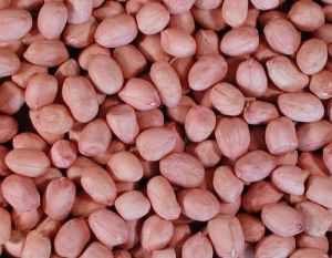 Bold Peanuts Seeds