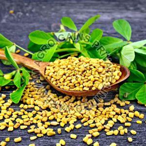 Fenugreek Seeds