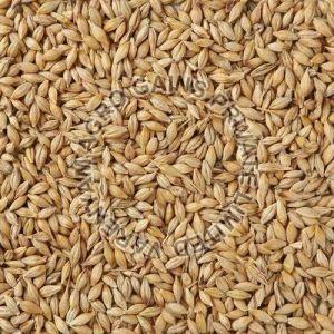 Indian Barley Seeds