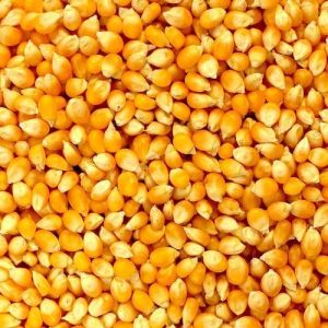 Yellow Maize Seeds