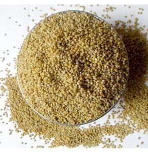 Browntop Millet