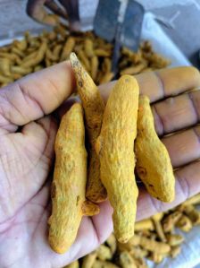 Organic Turmeric Finger NPOP Certified