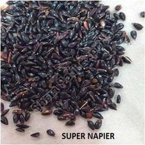Super Napier Grass Seeds