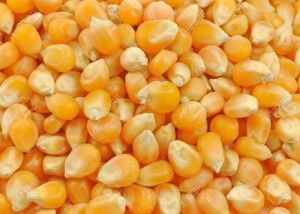 natural maize seeds