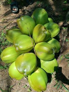 Tender Coconut