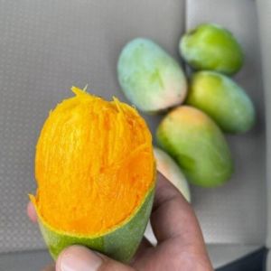 kesar mango