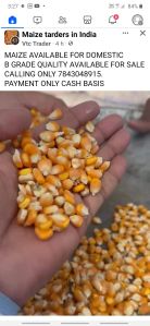 Yellow Maize Seeds