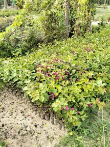 Bougainvillea Flower Plant