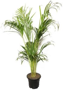 Areca Palm