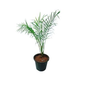 Phoenix Palm Plant