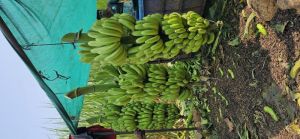 Cavendish Green Banana