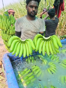 Premium quality green bananas