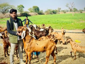 Sirohi Male Goat